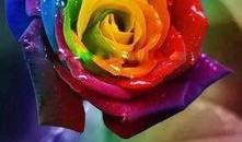 色玫瑰在线观看,在线揭秘神秘花语，探寻情感密码